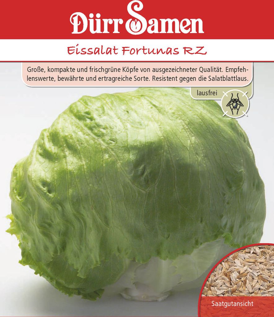 Dürr-Samen - Eissalat Fortunas RZ - Saatgut - 4249