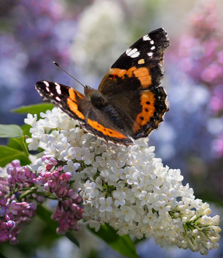 BALDUR Garten Sommerflieder 'Papillion Tricolor', 1 Produktbild 2