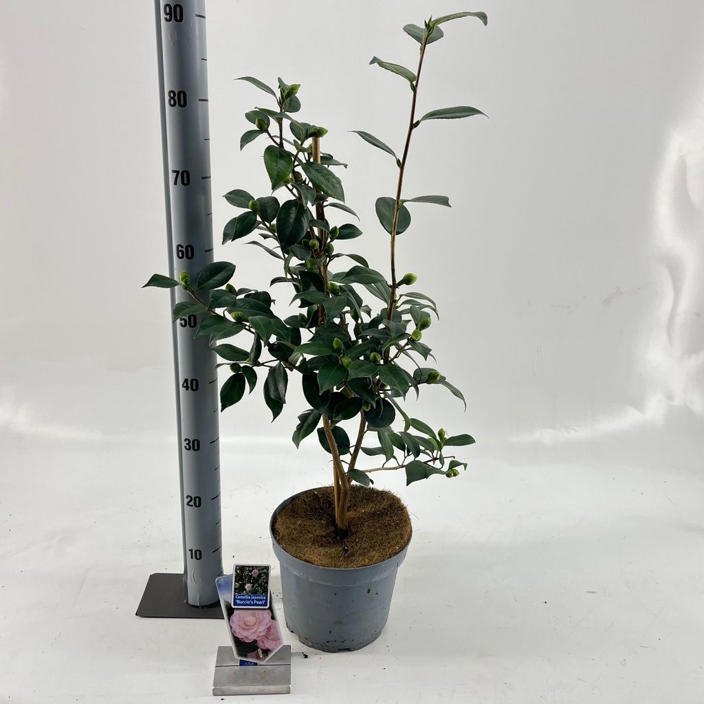 Camellia japonica 'Nuccio's Pearl' – kamélie | 90–100 cm v Obrázek produktu 