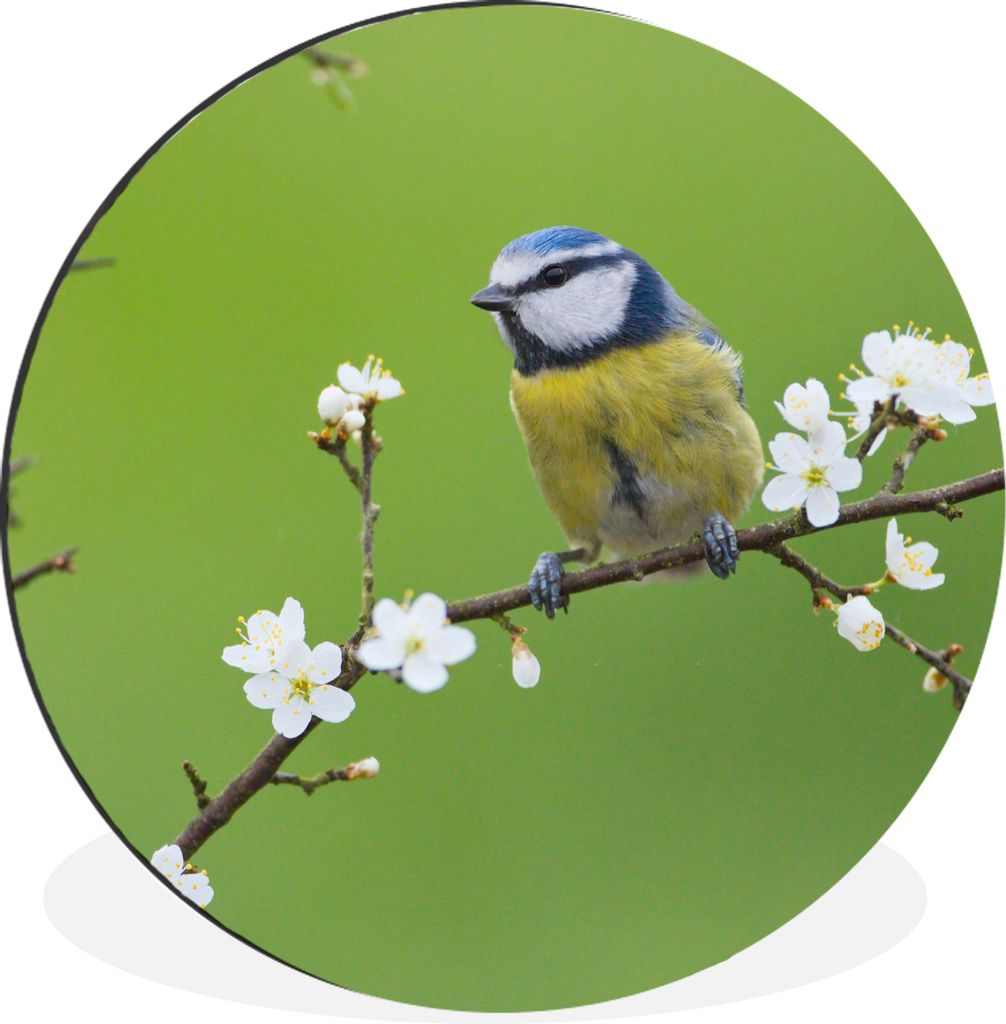 MuchoWow Aluminium Wandkreis Blaumeise - Zweig - Blumen - Blühende Zweige - Vogel Ø 90 cm Wanddeko Modern Wohnzimmer - Mauerkreis - Wandbilder ...