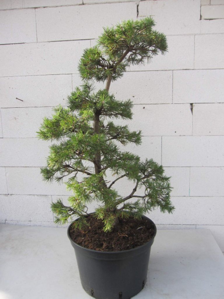 Krummholz-Kiefer - Formschnitt - Sichelform - Pinus mugo Produktbild 