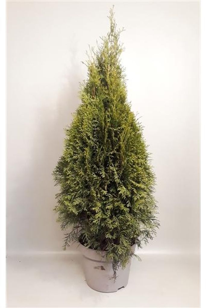 Thuja occidentalis Smaragd 100-120 cm  ALBERO DELLA VITA Immagine del prodotto 