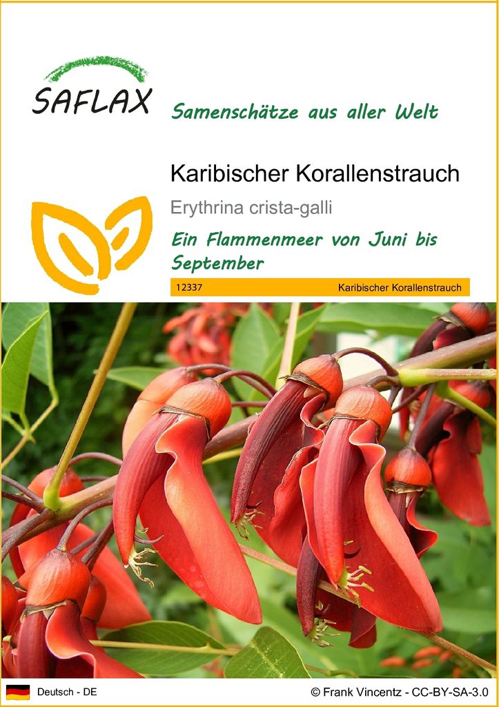 SAFLAX - Karibischer Korallenstrauch - 6 Samen - Erythrina crista galli