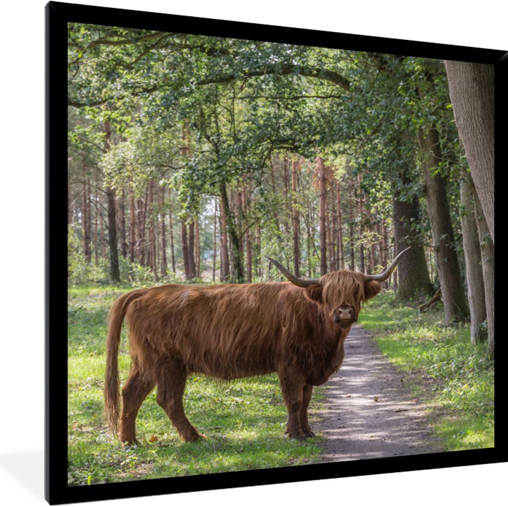 MuchoWow Gerahmtes Poster Wald - Schottischer Highlander - Licht 40x40 cm - Poster mit Schwarzem Bilderrahmen Wandposter Rahmen Foto Bilder - Mit...