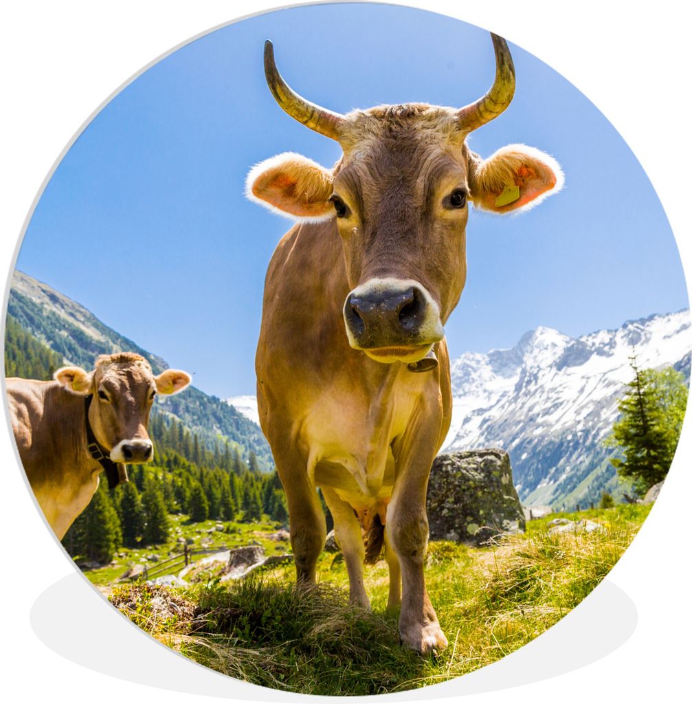 MuchoWow Rundes Wandbild - Runde Bilder Kühe - Sonne - Österreich Ø 60 cm Kreis Wanddekoration Kunststoff - Wandkreis - Wandschmuck - Wand Kre...