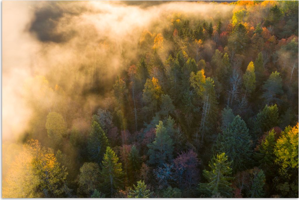 MuchoWow Poster Wald - Nebel - Sonnenuntergang 30x20 cm - Plakate - Print