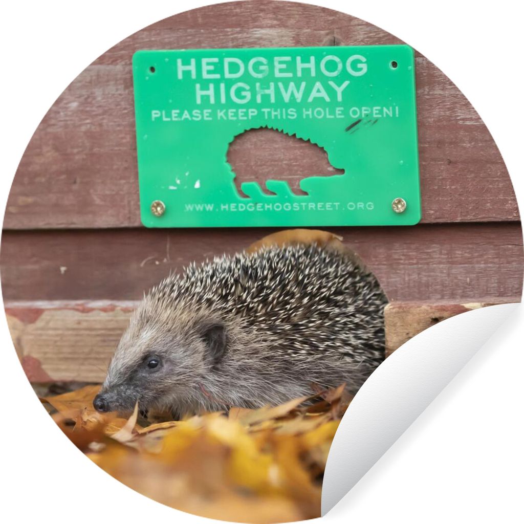MuchoWow Runde Wandtattoo - Wandsticker Tapete Aufkleber Igel - Autobahn - Grün Ø 30 cm Selbstklebend und Repositionierbar - Wandaufkleber - Kr...