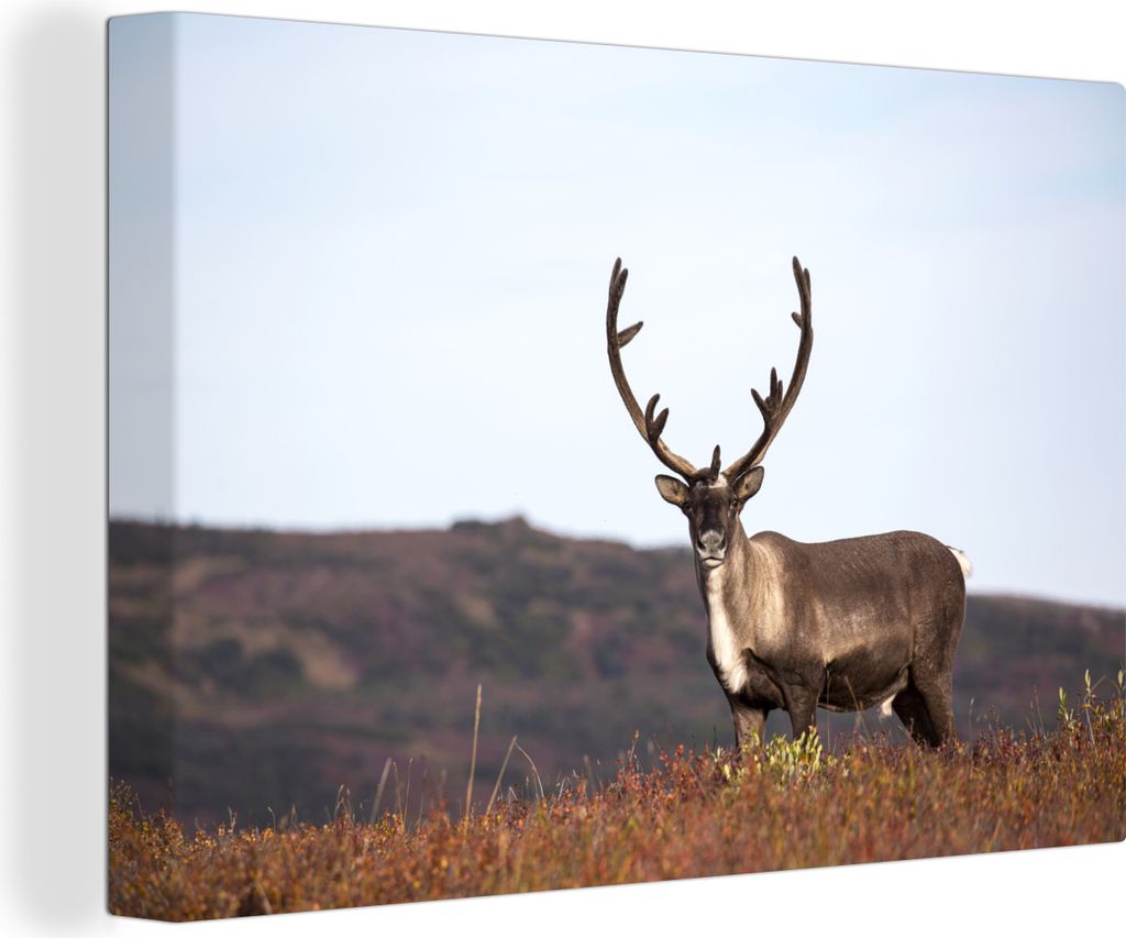 OneMillionCanvasses - Leinwandbilder - 150x100 cm, Einsame Rentiere auf einem Feld, Wandbilder Kunstdruck Wanddekoration