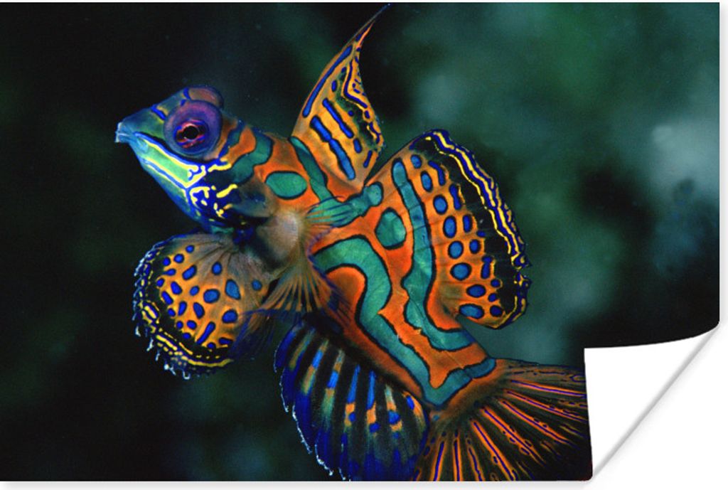 MuchoWow Poster Fisch - Farbe - Makro 30x20 cm - Plakate - Print