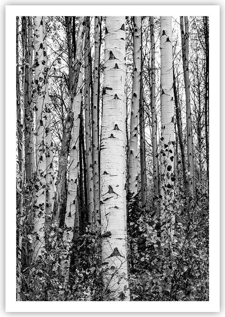 Poster - Poster ohne Rahmen - Birken Wald Monochrom - 70x100 cm - Wand Bild - Wanddeko - Wandbilder - Kunstposter - Wandposter - Bilder - Kunstdruc...