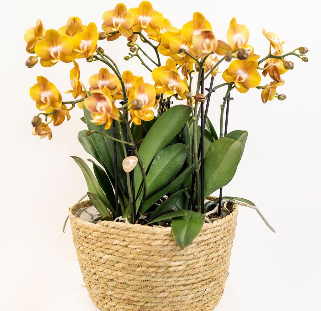 Orange Orchideen-Set im Baumwollkorb – 3 Orchideen Las Vegas Ø12cm aus der Juwelenkollektion – Mit autarkem Wassertank & Dochtsystem – Edles...