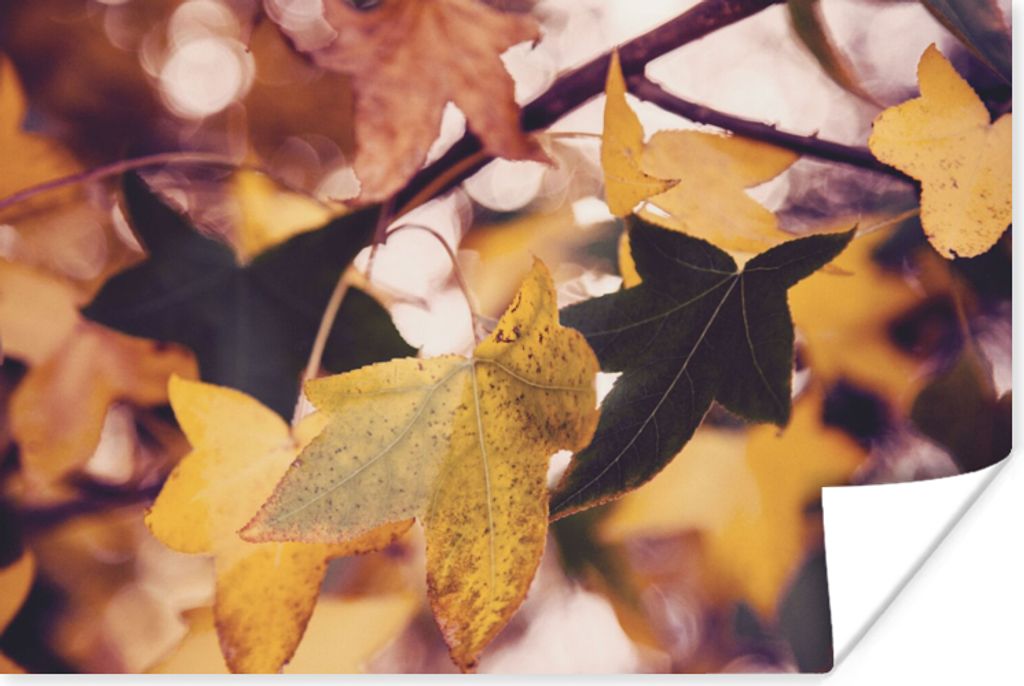 MuchoWow Poster Blätter - Ahorn - Herbst - Jahreszeiten 90x60 cm - Schlafzimmer
