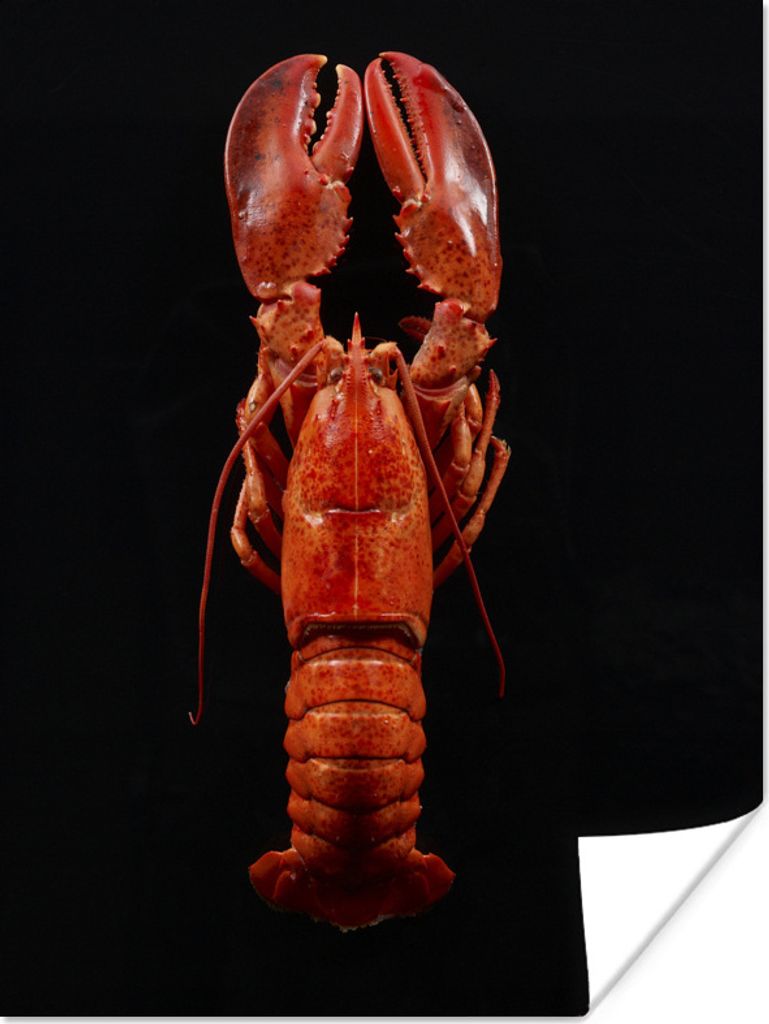 MuchoWow Poster Krebs - Rot - Porträt 120x160 cm - Wandbilder