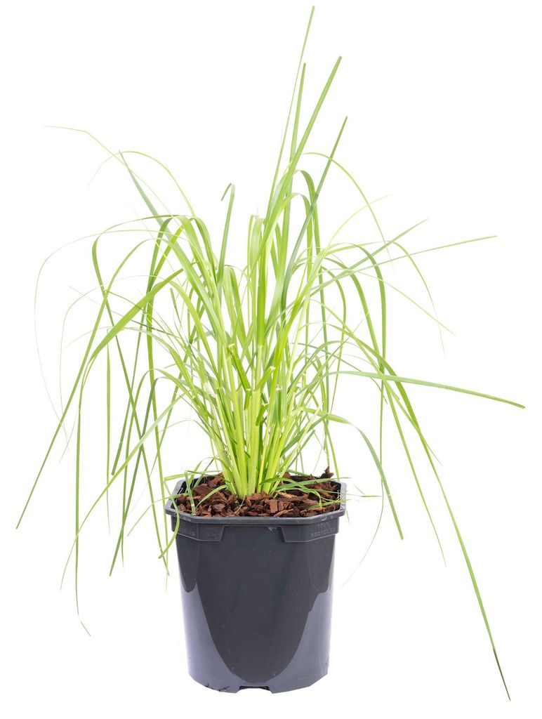 Pampasgras (weiß) - Cortaderia selloana 'Pumila' - Höhe ca. 50 cm, Topf-Ø 17 cm