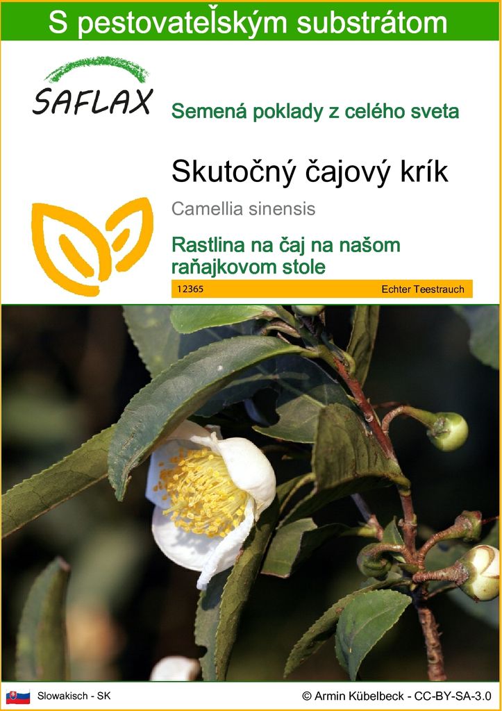SAFLAX - Skutočný čajový krík - Camellia sinensis - 6 Obrázok produktu 