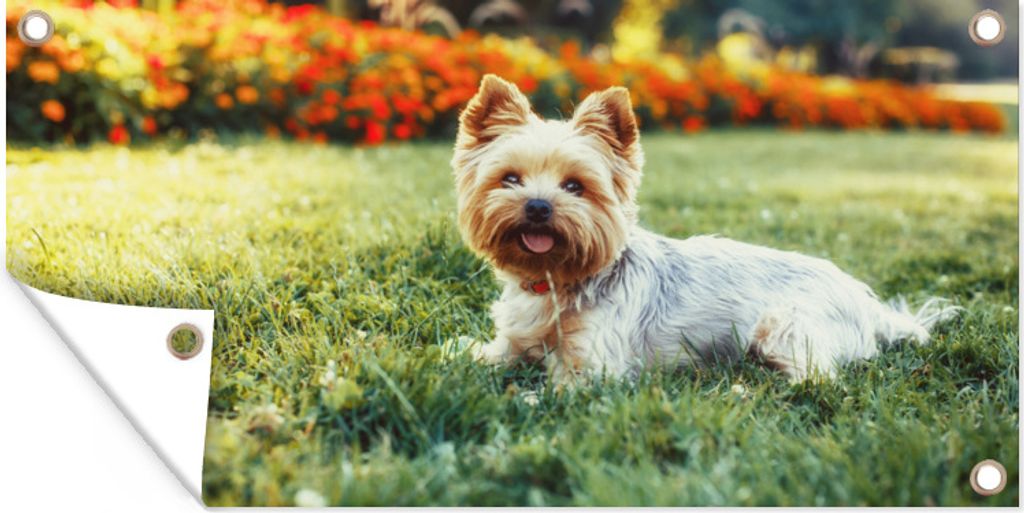 MuchoWow 80x40 cm Outdoor-Poster Gartendeko Sichtschutz Garten Poster für den Garten Liebenswerter Yorkshire Terrier im grünen Gras liegend
