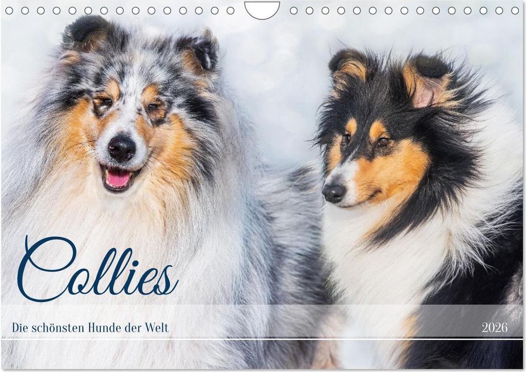 Collies - die schönsten Hunde der Welt (Wandkalender 2026 DIN A4 quer), CALVENDO Monatskalender