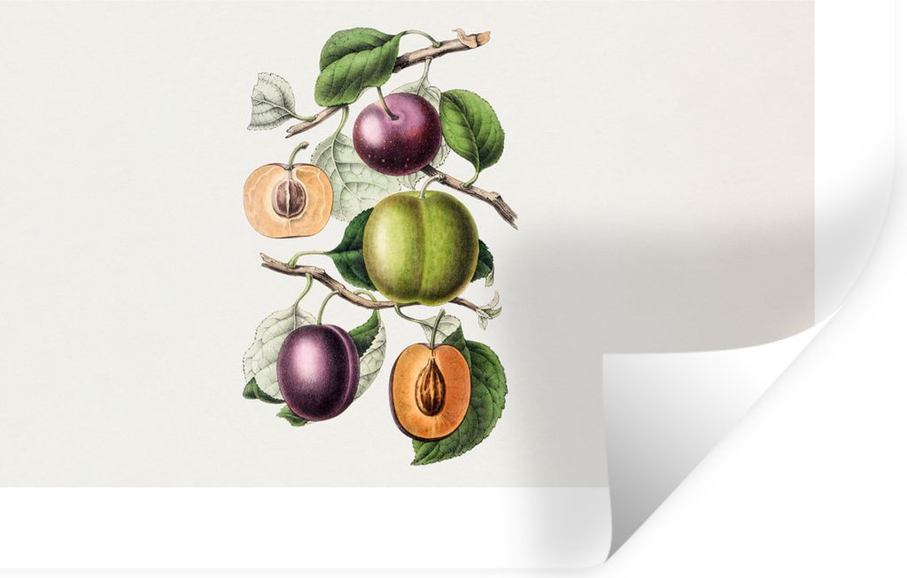 MuchoWow Wandtattoo Wandsticker Wandaufkleber Lebensmittel - Obst - Pfirsich 90x60 cm Selbstklebend und Repositionierbar - Aufkleber