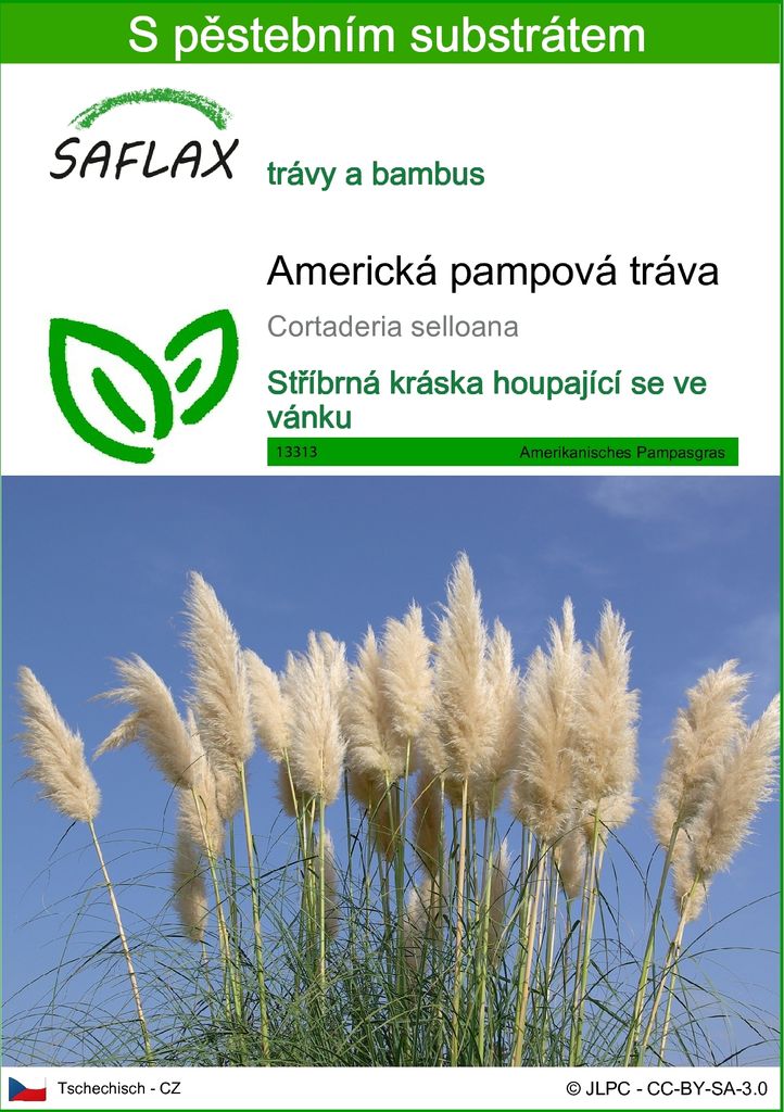 SAFLAX - Americká pampová tráva - Cortaderia selloana - 200 Obrázek produktu 