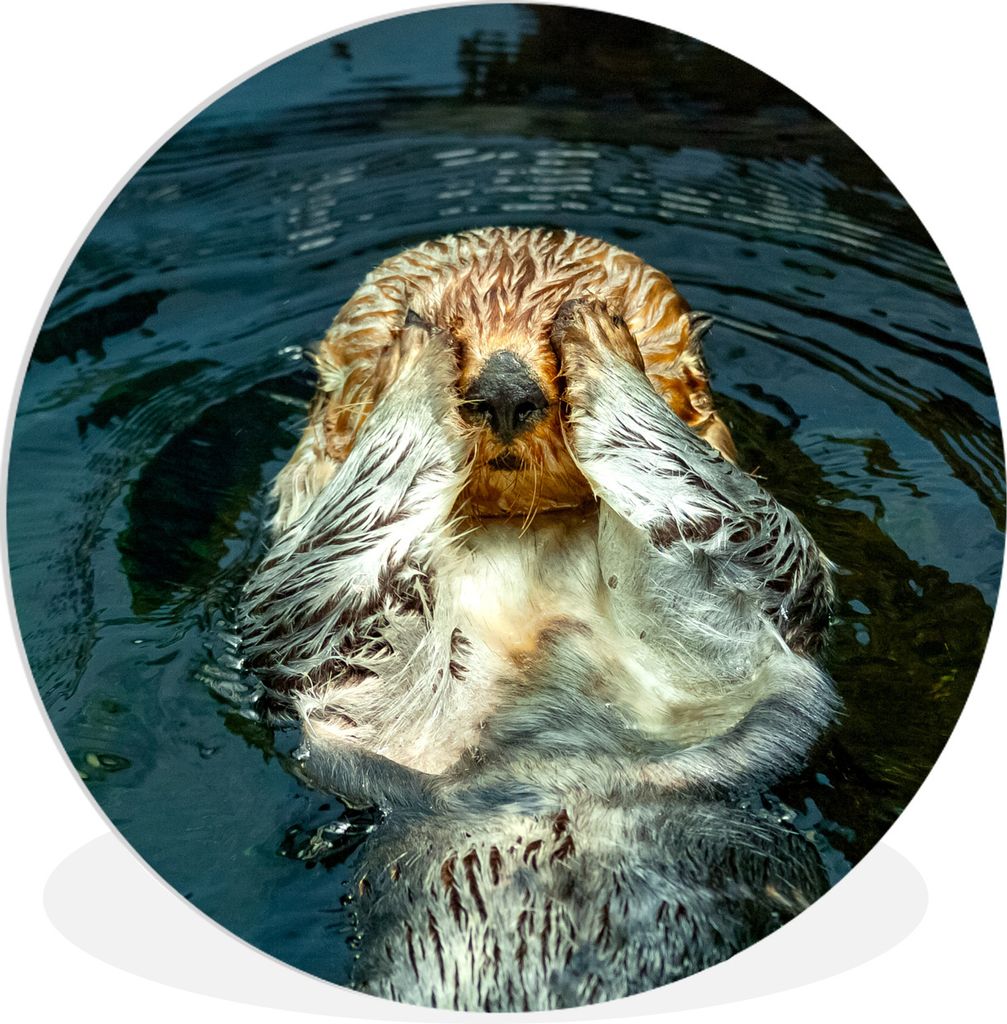MuchoWow Rundes Wandbild - Runde Bilder Otter im Wasser Ø 90 cm Kreis Wanddekoration Kunststoff - Wandkreis - Wandschmuck - Wand-Kreis - Wohnzim...