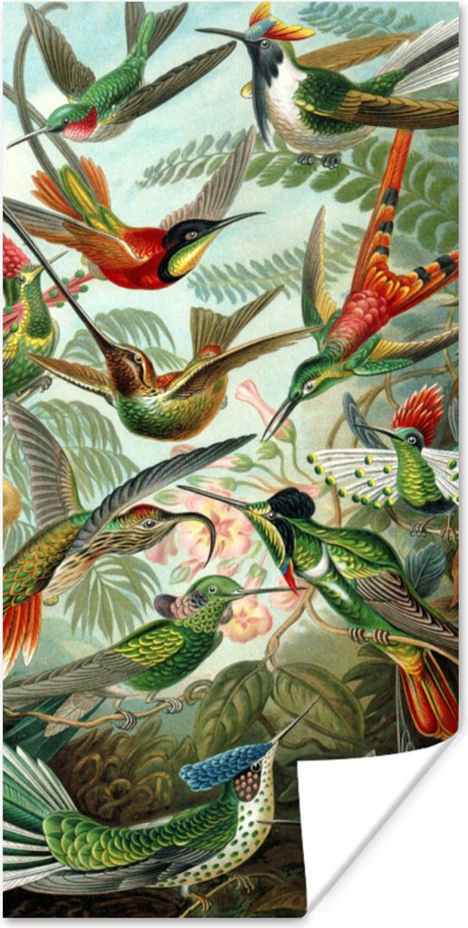 MuchoWow Poster Trochilidae - Alte Meister - Kunst 75x150 cm - Dekoration für die Wände