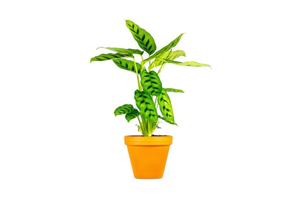 Gardners Calathea leopardina, průměr 12 cm Obrázek produktu 