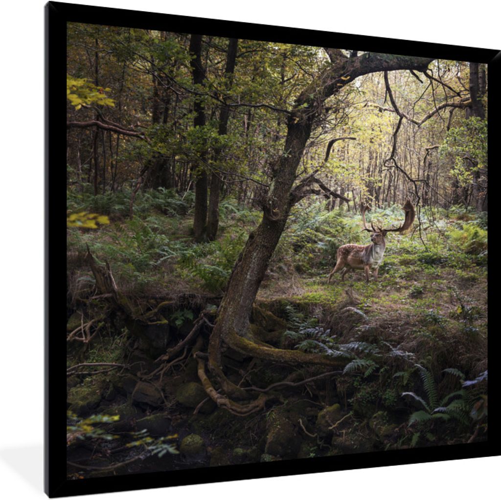 MuchoWow Gerahmtes Poster Waldtier - Hirsch - Sonne 40x40 cm - Poster mit Schwarzem Bilderrahmen Wandposter Rahmen Foto Bilder - Mit Rahmen - Wan...