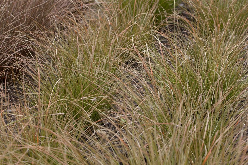 Carex testacea, Neuseeländisches Segge, orange-braun, ca. Produktbild 