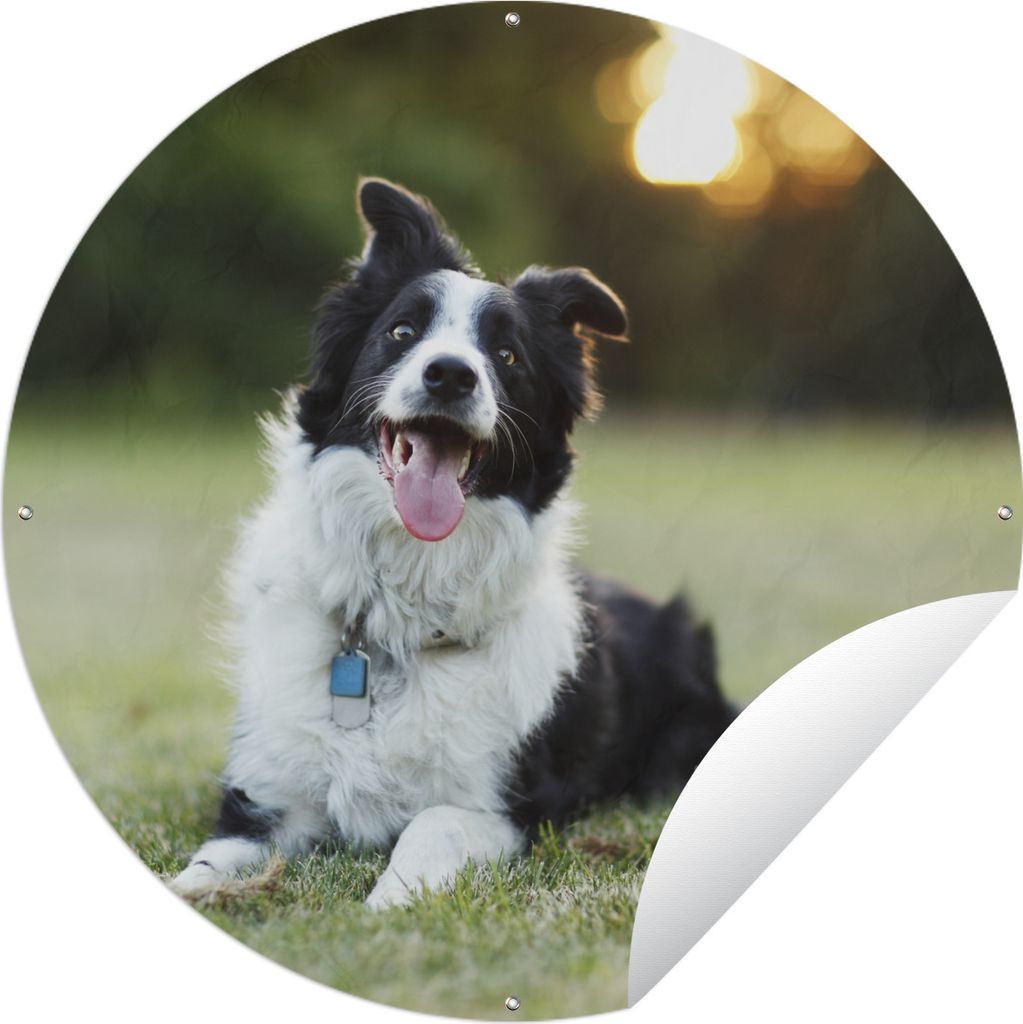 MuchoWow Gartenposter Outdoor-Poster Rund Ein glücklicher Border Collie, dem die Zunge aus dem Maul hängt Ø 90 cm Gartendeko Rundes Poster dra...