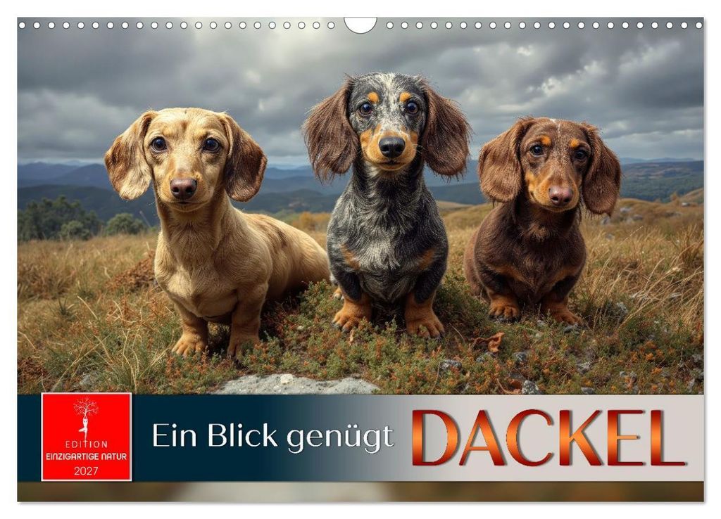 Dackel - ein Blick genügt (Wandkalender 2027 DIN A3 quer), CALVENDO Monatskalender