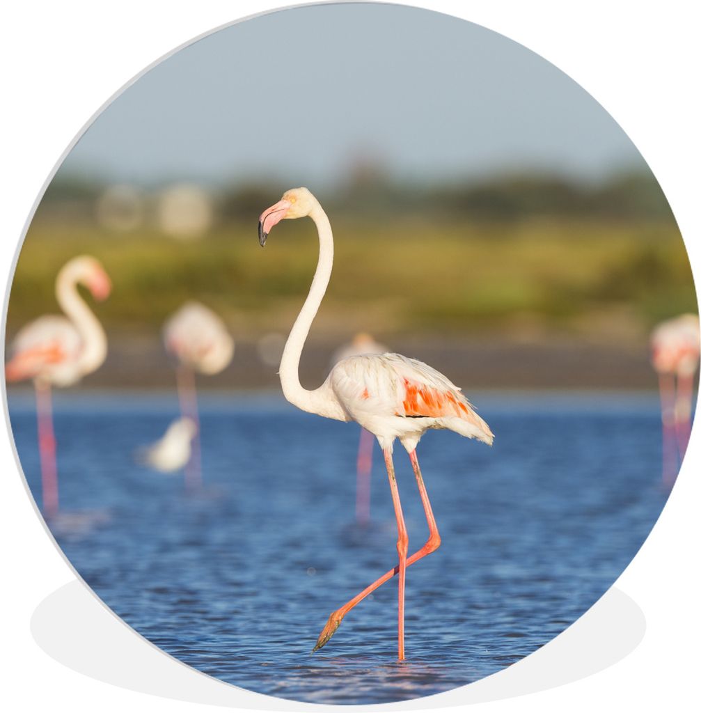 MuchoWow Rundes Wandbild - Runde Bilder Eine Gruppe von Flamingos im Wasser Ø 30 cm Kreis Wanddekoration Kunststoff - Wandkreis - Wandschmuck - ...