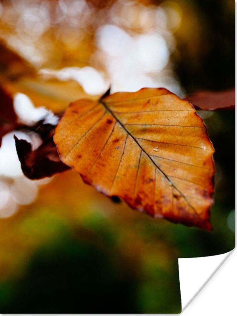 MuchoWow Poster Buche - Herbst - Laub 30x40 cm - Wandplakat - Poster Kinderzimmer