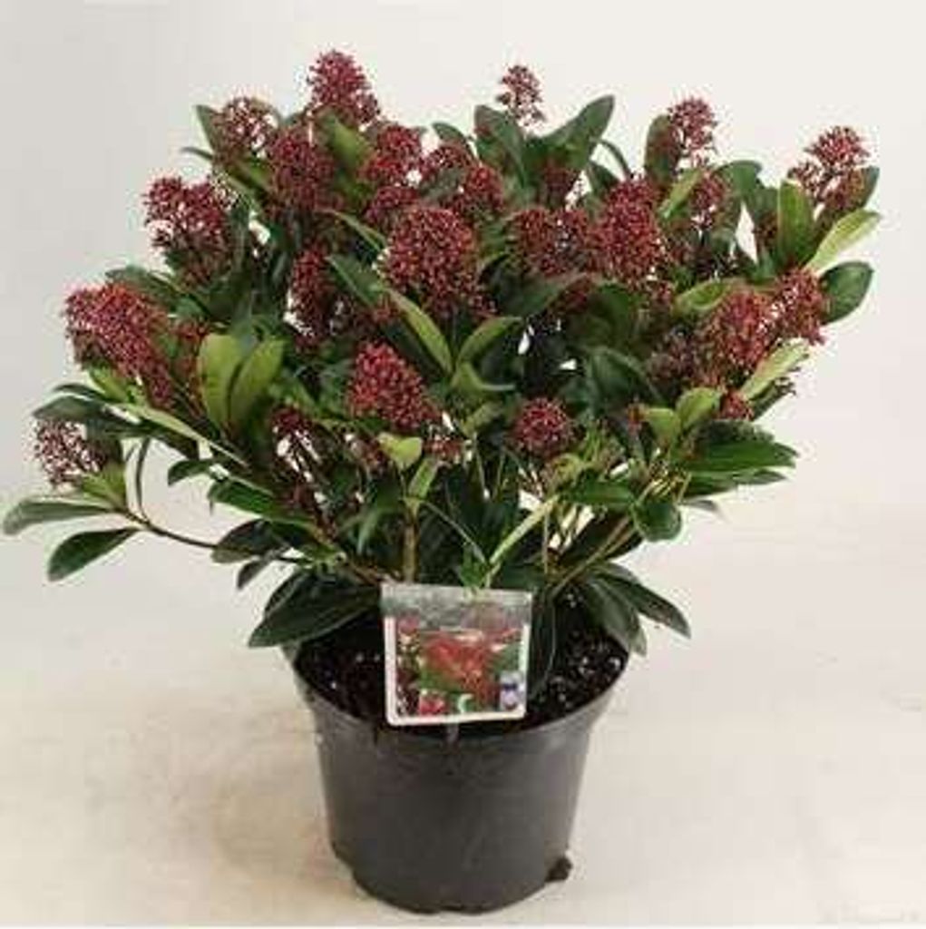 Skimmia jap. 'Rubella' - Japanische Skimmie Rubella 40- + cm - Container