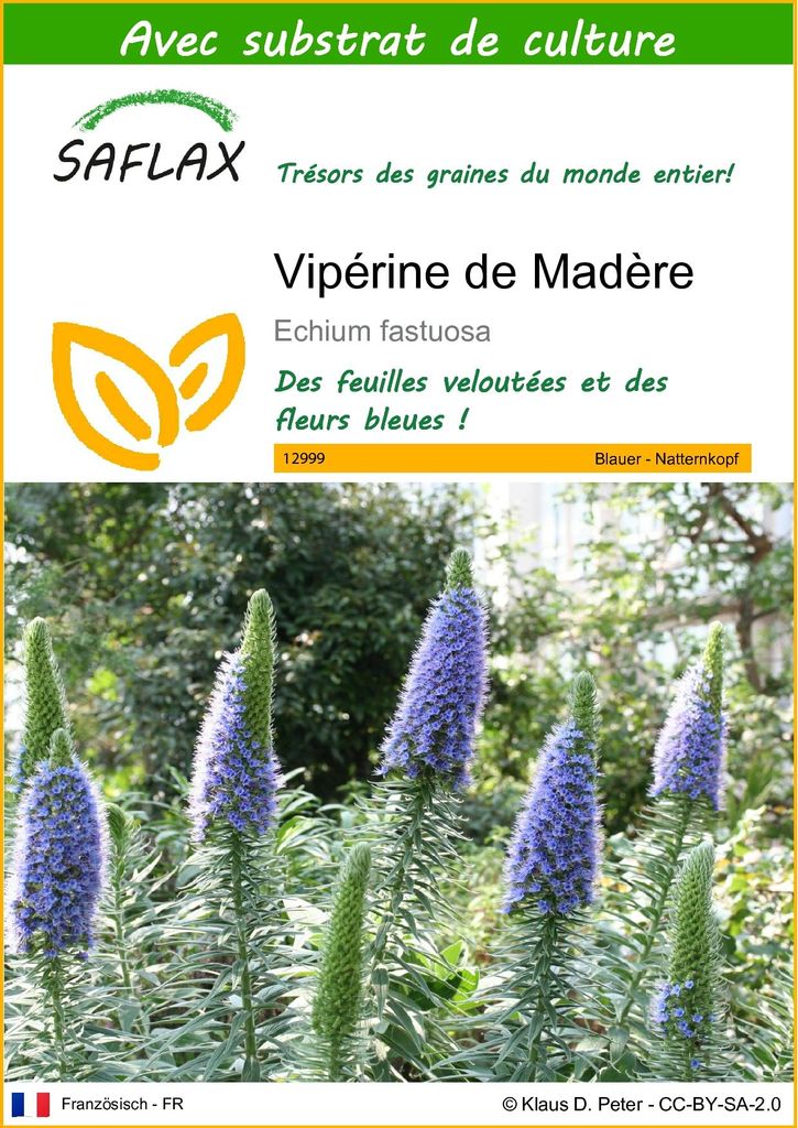SAFLAX  - Vipérine de Madère - 100 graines - Avec substrat Image du produit 