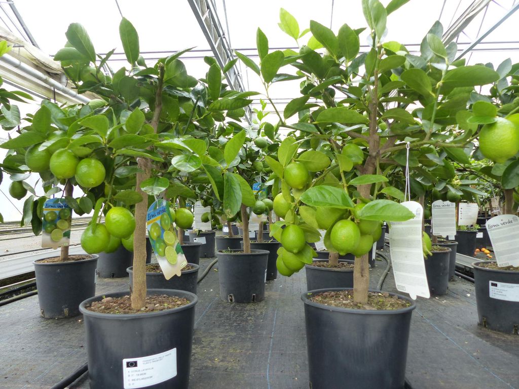 echte Caipi Limette Caipirinha Limettenbaum Citrus Lime 70 Produktbild 