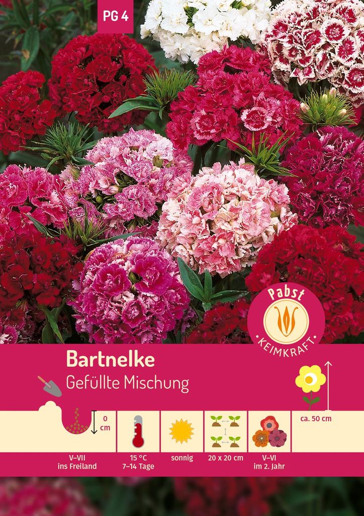 Artikelbild 1 von 'Bartnelke Gefüllte Mischung' aus der Kategorie Nelkensamen