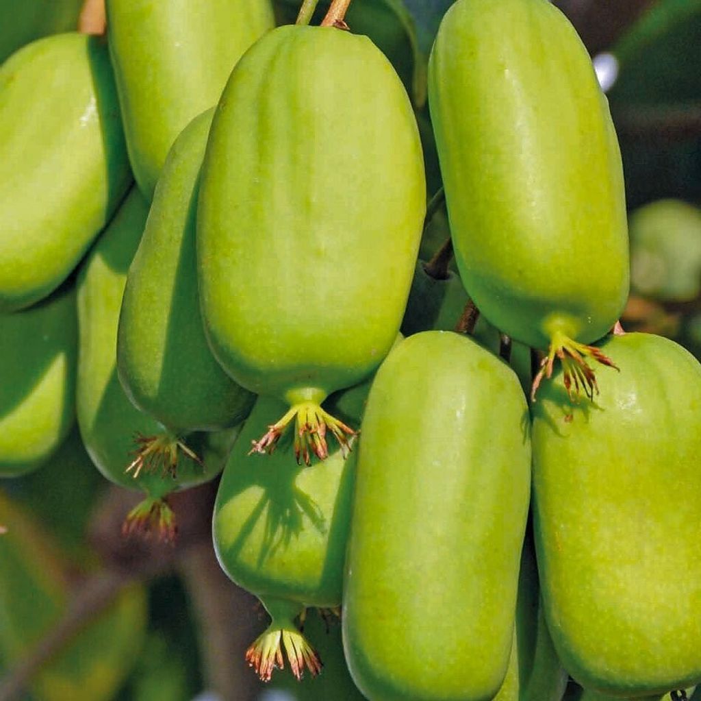 KIWI Jumbo weiblich 1L Produktbild 
