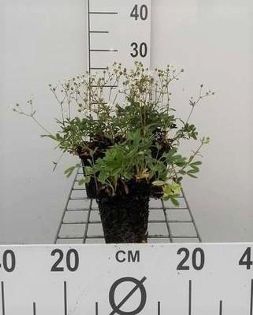 6 x Potentilla trid. 'Nuuk' - Fingerstrauch - Topf 9 x 9 cm