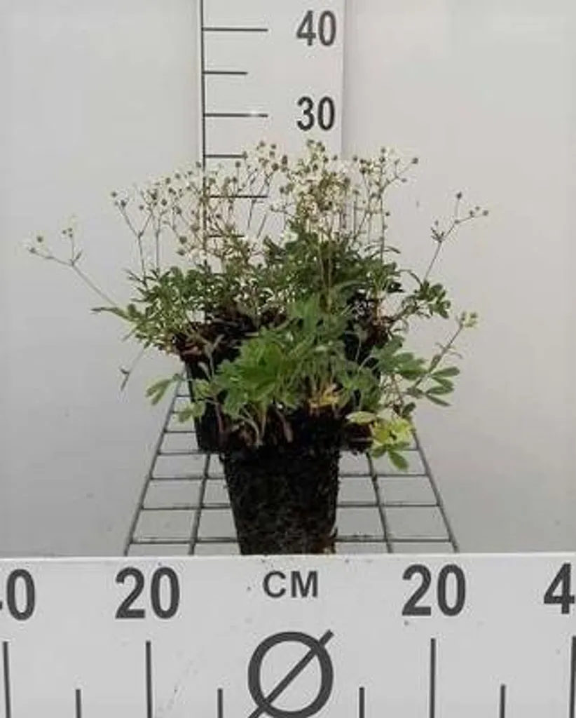 Potentilla tridentata Nuuk : fini les mauvaises herbes - 6 plants