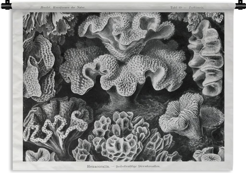 MuchoWow Wandteppich Wandbehang Kunst - Koralle - Ernst Haeckel - Alte Meister - Natur 120x90 cm Tapisserie Dekoration Wandtuch - Wohnen - Aufhä...