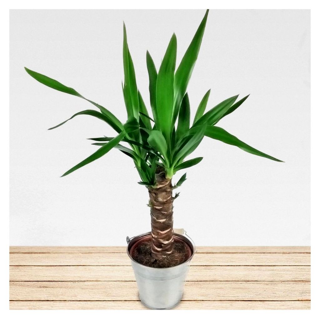Yucca Palme mit Übertopf und Grußkarte