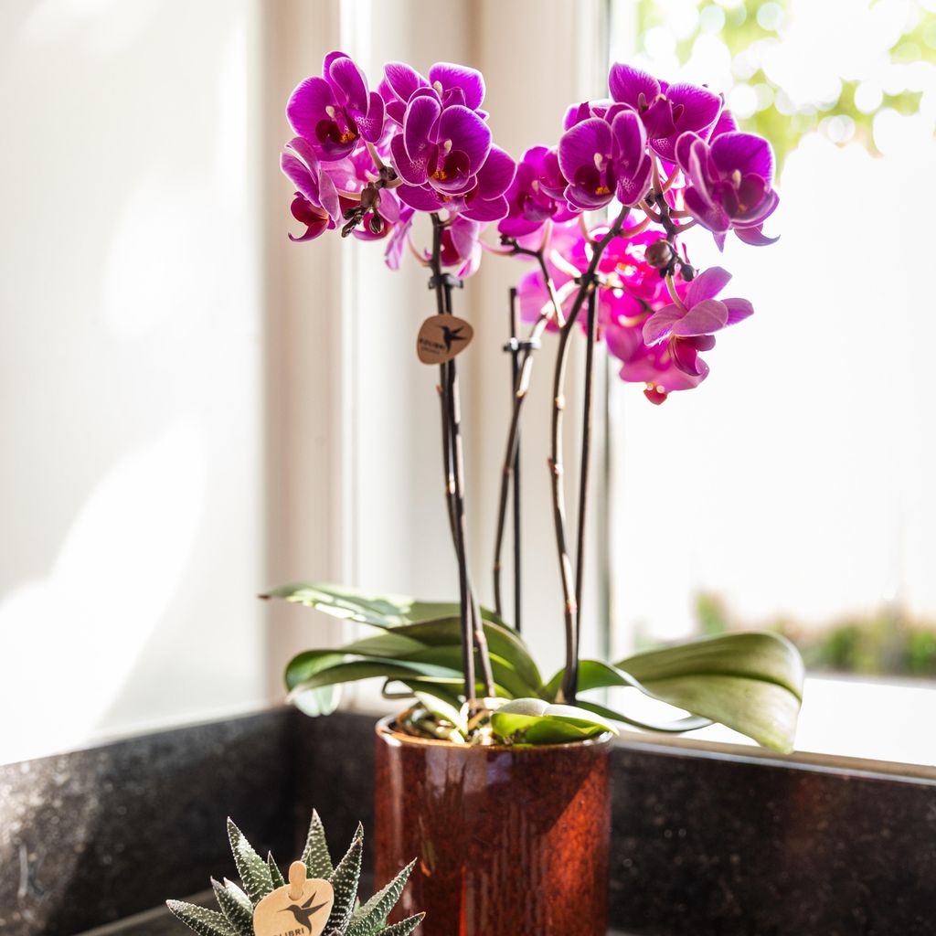 LENI Vaso per Orchidee - Flori 13 - Italia