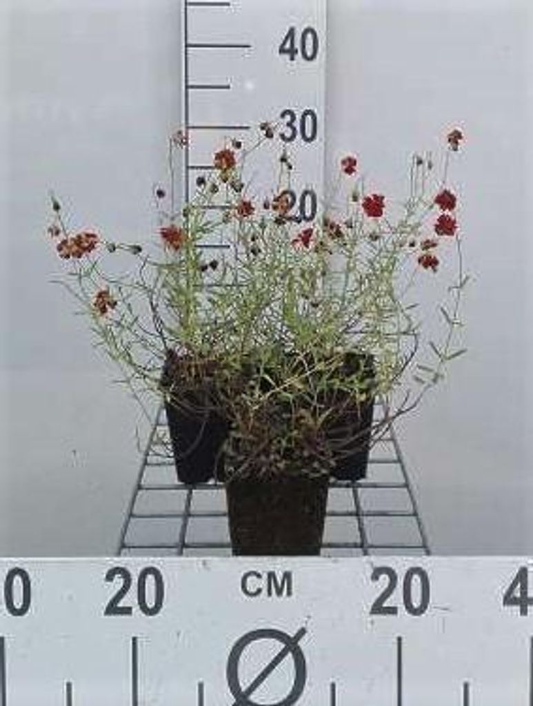6 x Helianthemum hybr. 'Amabile Plenum' - Sonnenröschen - Topf 9 x 9 cm