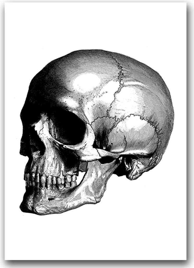 Poster - Canvas - Leinwand - 59,4 cm x 84,1 cm - Fotoposter - Leinwandkunst - Schädel