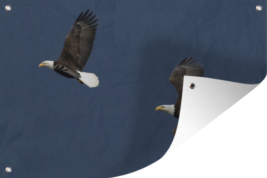 MuchoWow 90x60 cm Outdoor-Poster Gartendeko Sichtschutz Garten Poster für den Garten Weißkopfseeadler - Adler - Paar - Vögel - Fliegen