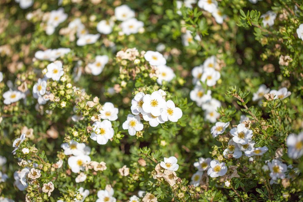 Potentilla fruticosa 'Bella Bianca', Fingerstrauch, weiß, 20–30 cm