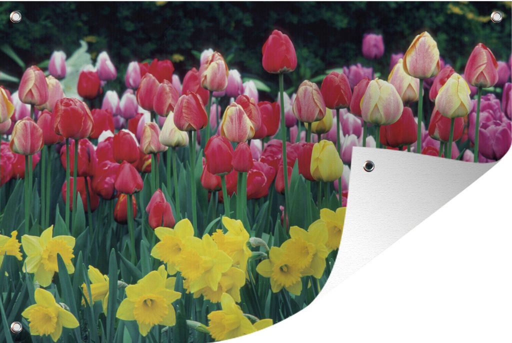MuchoWow 60x40 cm Outdoor-Poster Gartendeko Sichtschutz Garten Poster für den Garten Frühling - Tulpen - Narzissen