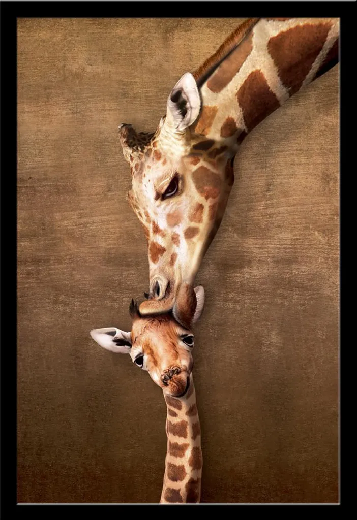 Cadre avec Poster Girafe Mother's Kiss Noir Shinsuke en Vitre Acrylique