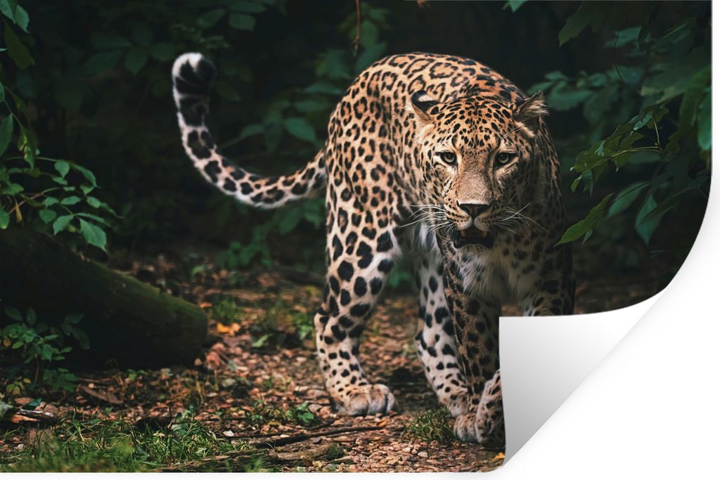 MuchoWow Wandtattoo Wandsticker Wandaufkleber Wildtiere - Leopard - Dschungel - Natur 90x60 cm Selbstklebend und Repositionierbar - Aufkleber