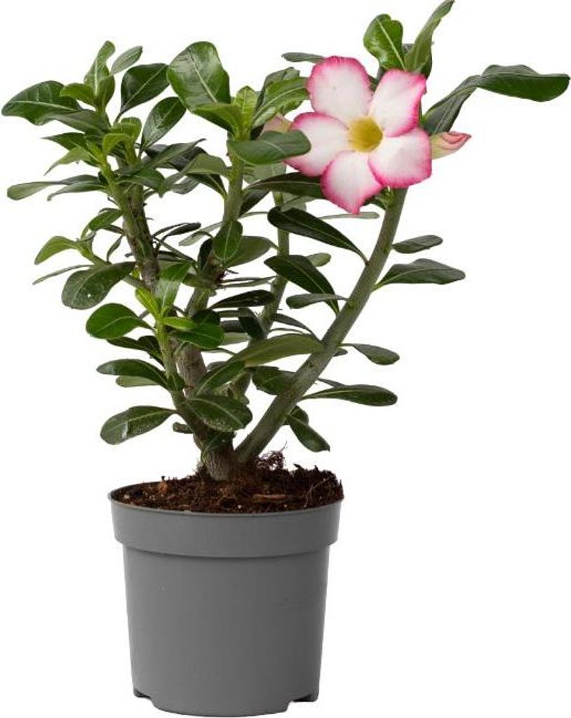 Rose du désert - Adenium obesum 'Pink Star' - Hauteur Image du produit 